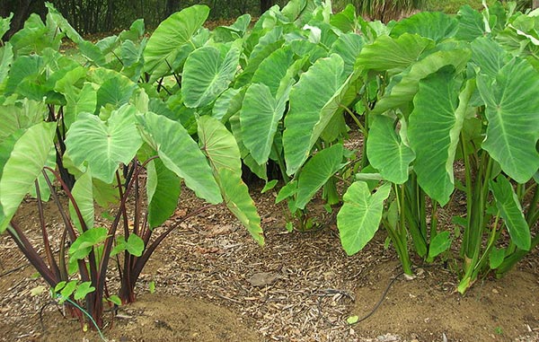 Colocasia Esculenta