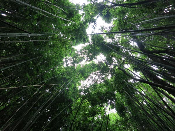 View of Bamboo Forest looking up - Pipiwai Trail on Maui