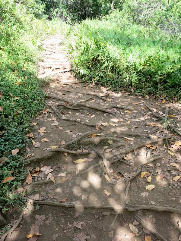 Beginning part of Pipiwai Trail on Maui