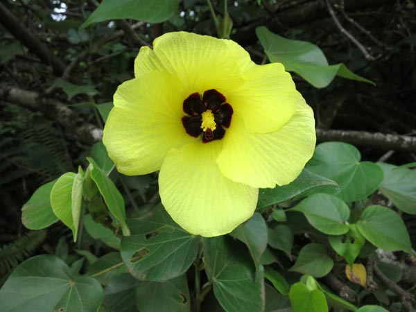 hibiscus