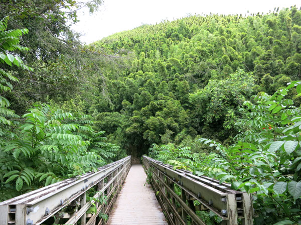Entrance to Bamboo Forest at Pipiwai Trail on Maui