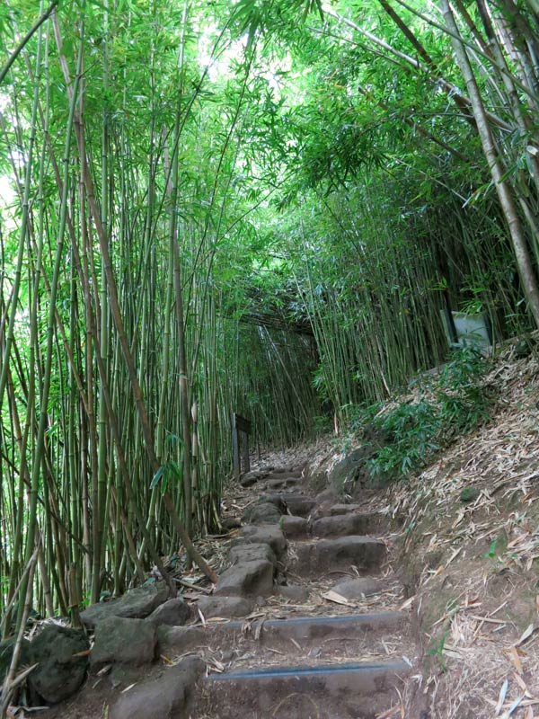 Start of Bamboo Forest at Pipiwai Trail on Maui