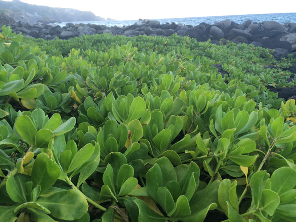 Hawaii plant beach naupaka