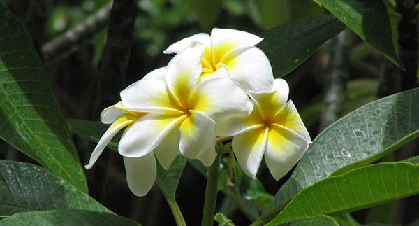 plumeria