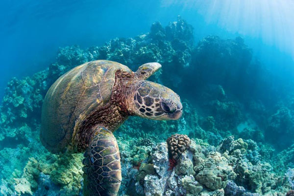 hawaiian sea turtle