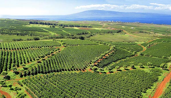 Maui Grown Coffee Farm