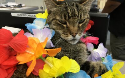 25 Years of Love: Kihei Rent A Car’s Commitment to Our Cat Colony